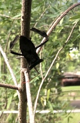 Acanthocephala declivis