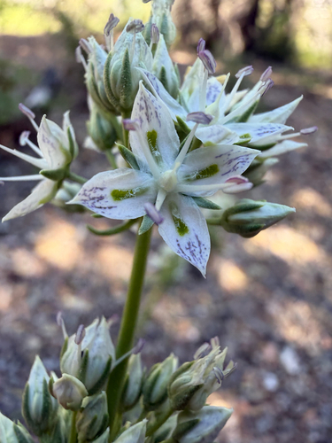 Frasera albicaulis observed 2026-07-01