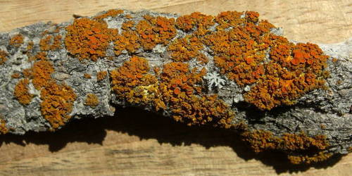Small-footed Orangebush Lichen