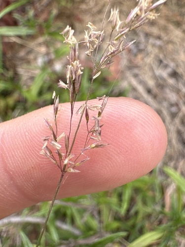 Agrostis pallens observed 2026-07-01