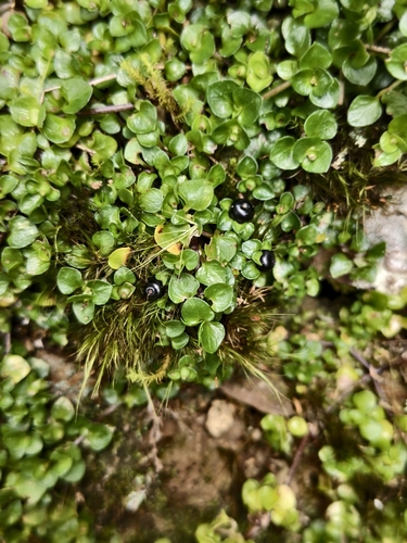 Nertera nigricarpa