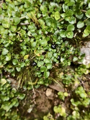 Nertera nigricarpa