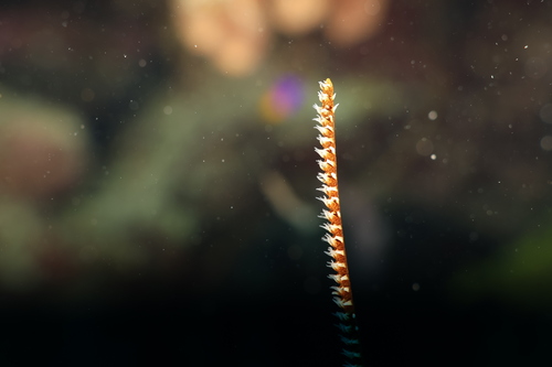 Stichopathes observed 2026-06-07