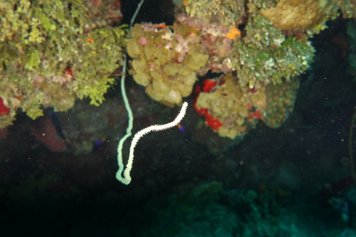 Stichopathes observed 2026-06-07