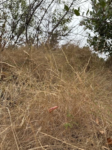 Agrostis pallens observed 2026-07-01