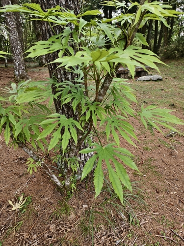 Fatsia polycarpa, photograph 2