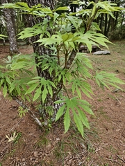 Fatsia polycarpa, photograph (c) 雲一百香果, some rights reserved (CC BY)