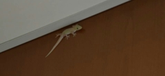 Hemidactylus frenatus