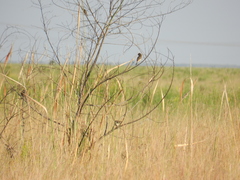 Alectrurus risora