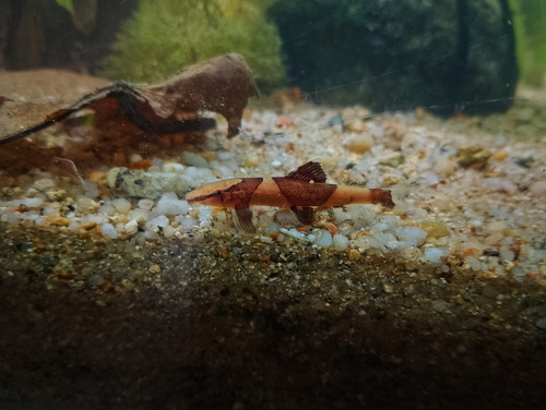 Marbled hillstream loach (Homaloptera parclitella) — Balitoridae — 5