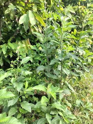 Gymnanthemum amygdalinum
