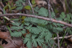 Dicentra cucullaria