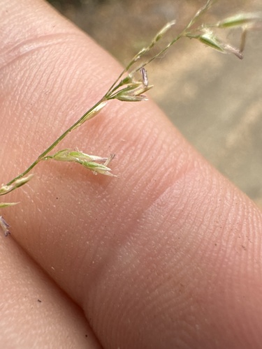 Agrostis pallens observed 2026-07-01