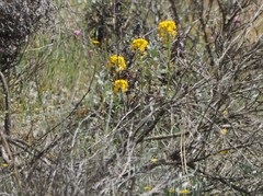 Erysimum teretifolium