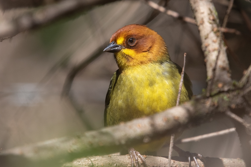 Fulvous-Headed Brush-Finch
