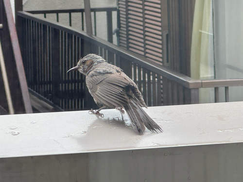 Brown-eared Bulbul