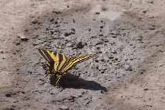 Papilio pilumnus