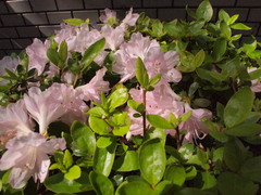 Rhododendron