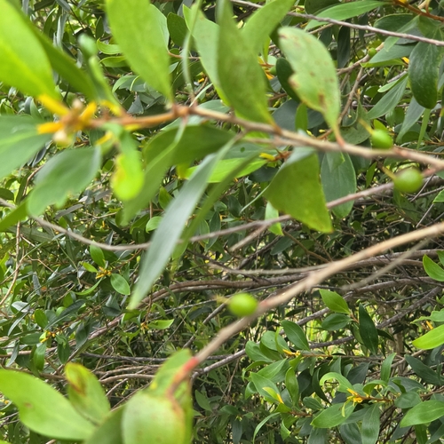 Persoonia stradbrokensis, photograph 4