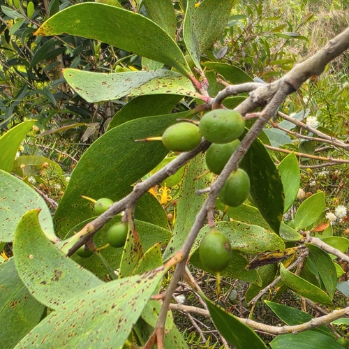 Persoonia stradbrokensis, photograph 5
