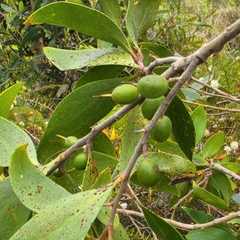 Persoonia stradbrokensis, photograph (c) Martin Rady, some rights reserved (CC BY)