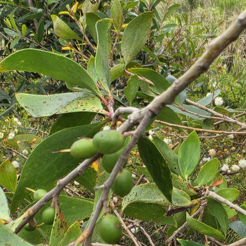 Persoonia stradbrokensis, photograph 6