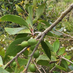 Persoonia stradbrokensis, photograph (c) Martin Rady, some rights reserved (CC BY)