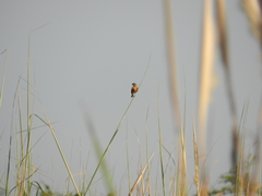 Rufous-Rumped Seedeater photo 3