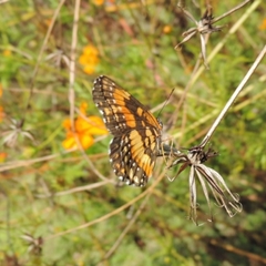 Chlosyne lacinia saundersi