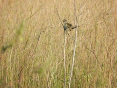 Emberizoides herbicola