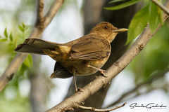 Turdus grayi