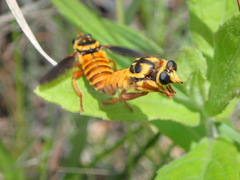 Laphria saffrana