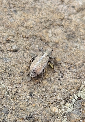 Pachyrhinus elegans, 2026-07-01