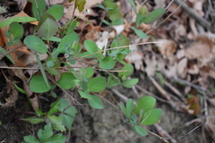 Lonicera reticulata