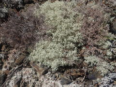 Media resource of Cladonia arbuscula