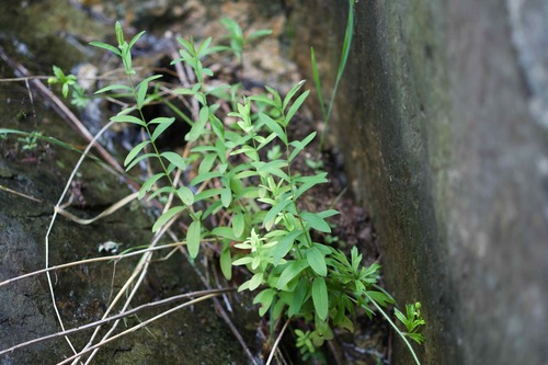 Hypericum erectum iNat (2)