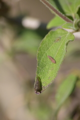 Aconophora compressa