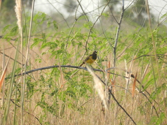 Pseudoleistes guirahuro