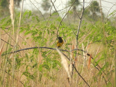 Pseudoleistes guirahuro