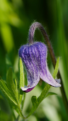 Clematis hirsutissima, photograph (c) Daughter Dad, some rights reserved (CC BY)
