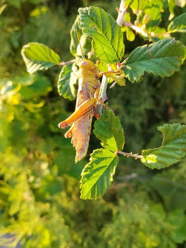 Egyptian Bird Grasshopper