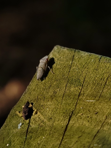 Glassy-winged sharpshooter