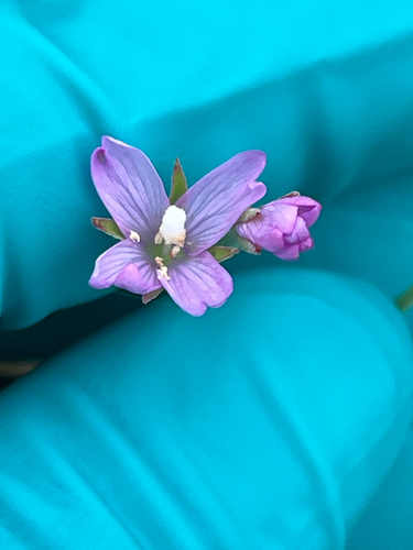 Epilobium billardierianum observed 2026-07-01