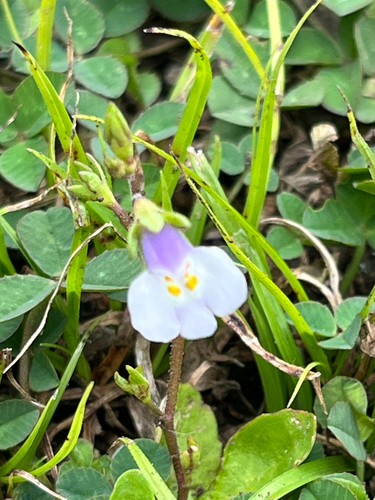 Mazus, 2026-07-01