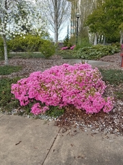 Rhododendron