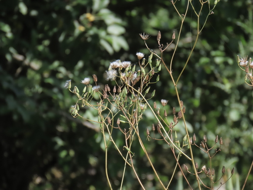 Crepis pulchra, photograph 3
