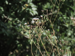 Crepis pulchra, photograph (c) Oleksandr Shynder, some rights reserved (CC BY)