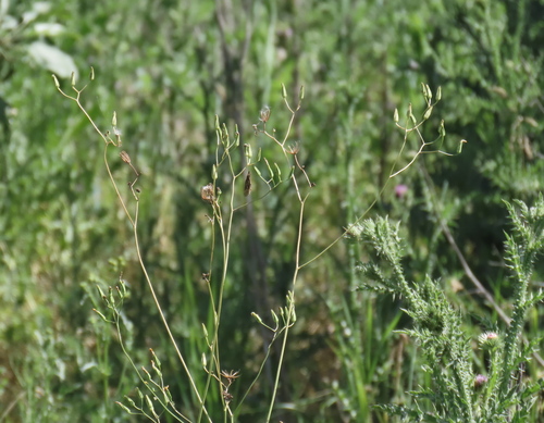 Crepis pulchra, photograph 4