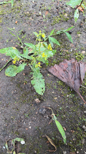 Diverse-leaf Yellowcress