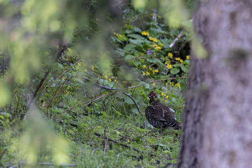 Chinese Grouse